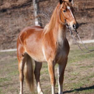 Pre purchase exam is in the photos Red Ranger MFT Tennessee cross 5yo Gelding consigned