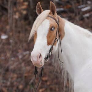 ‼️NOW GELDED‼️Hollywood 3yo racking gelding  EWH GUARANTEE