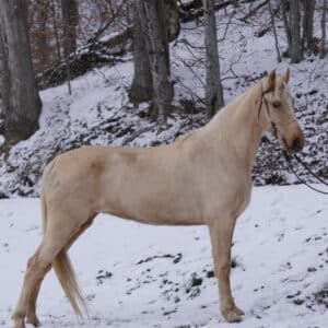 Rebas Mountain Mist Registered Tennessee Mare 11yo 15hh sells 3/10/25 9:15pm EST Consigned
