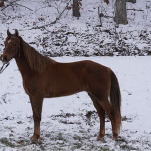 Lady unregistered Rocky Mountain Mare 12yo sells 3/10/25 9:30pm EST