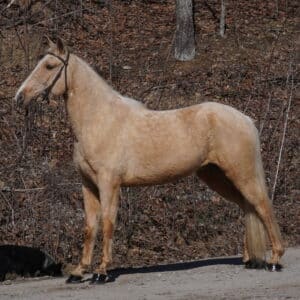 Sunny Registered Tennessee Gelding 14.3 3yo WELL TRAINED sells 3/10/25 9pm EST