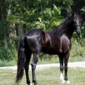 ‼️SELL DATE CHANGE‼️AKS CheckMate consigned registered 4 year old Rocky Mountain gelding 14,2hh sells 7/14 9pm EST