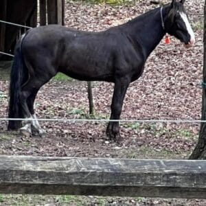 Strong Economy “Cash” Registered Tennessee Gelding located in NY consignment sells 5/13