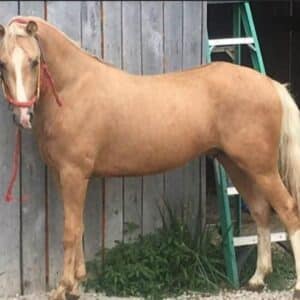 Yellowstone 5yo 13.2 Endurance/Speed gelding EWH GUARANTEE