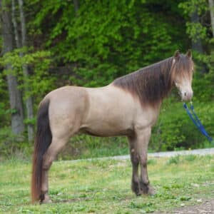 Iceman’s Hollywood Speed Racking Gelding 14.2 6yo Consigned sells 5/6 8:45pm EST
