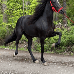 EWH Night Roller Registered Rocky Mountain filly 2yo lightly started