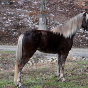 Lulu Rocky Mountain Mare 5yo EWH GUARANTEE sells 2/17 945pm EST