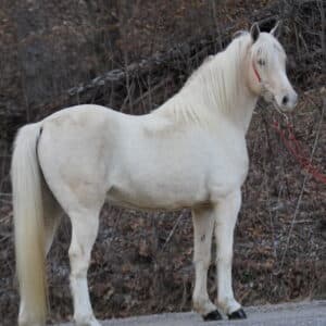 Cloud 11yo Kentucky Mountain Tennessee cross Gelding 15.2 THICK EWH GUARANTEE