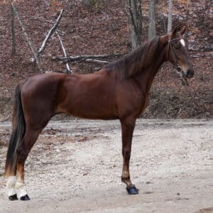 My Magical Destiny Registered American Saddlebred Racking Filly EWH GUARANTEE