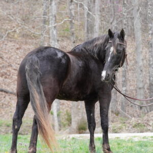 SOLD ! TEMPORARY BIN 15k Dollar 14.3 1/2 hh registered KMSHA chocolate gelding EWH GUARANTEE Sells 4/7/25 9:45pm EST