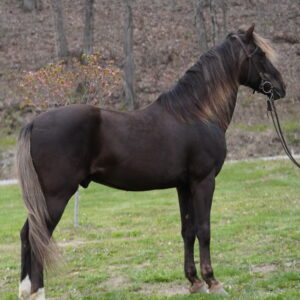 GHS Have You Ever Registered Rocky Mountain Gelding consigned