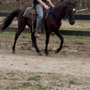 Toothless 7yo gelding Beginner SAFE EWH GUARANTEE