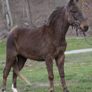 Dooey Gaited Rocky Hinny 3yo consigned