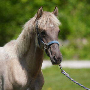 Lexi Registerable Rocky Mountain Grullo Filly consigned