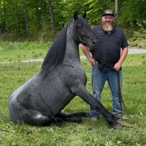 ELITE SALE Blu Unregistered Tennessee Walking Horse Gelding 15.1 5yo Consigned sells 5/26 9pm EST