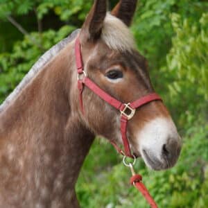 Jackson 14.3 Rocky Mountain Carmack Mule EWH GUARANTEE FANCY TRAINED Sells 6/16 9pm EST