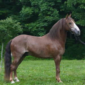 Mighty Mouse 🐭 13hh 14yo gelding Gaited Gaited SMOOTH