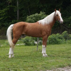 Derby Dan registered MPHA gelding 6yo 15hh EWH GUARANTEE sells 6/23 9pm EST
