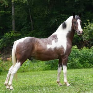 Jericho 9/10 yo Spotted gelding 15.0 hh consigned