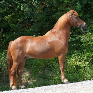 Mr Big Icelandic cross Gelding 8yo 13.2 hh consigned sells 8/4 9:15pm EST