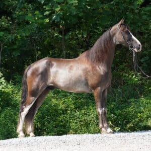 Smoke 12yo Gelding 15.1 hh consigned sells 8/4 9pm EST