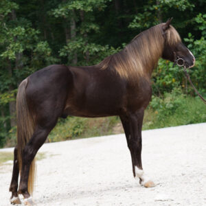 AKS White Tie Affair Registered Rocky Mountain Colt Sells 9/8/25