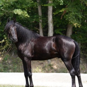 AKS Seahawk Registered Rocky Mountain Colt sells 9/8 9:30pm EST