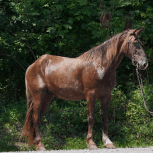 The Witch Dr. Rocky Mountain Gelding 13yo 15hh