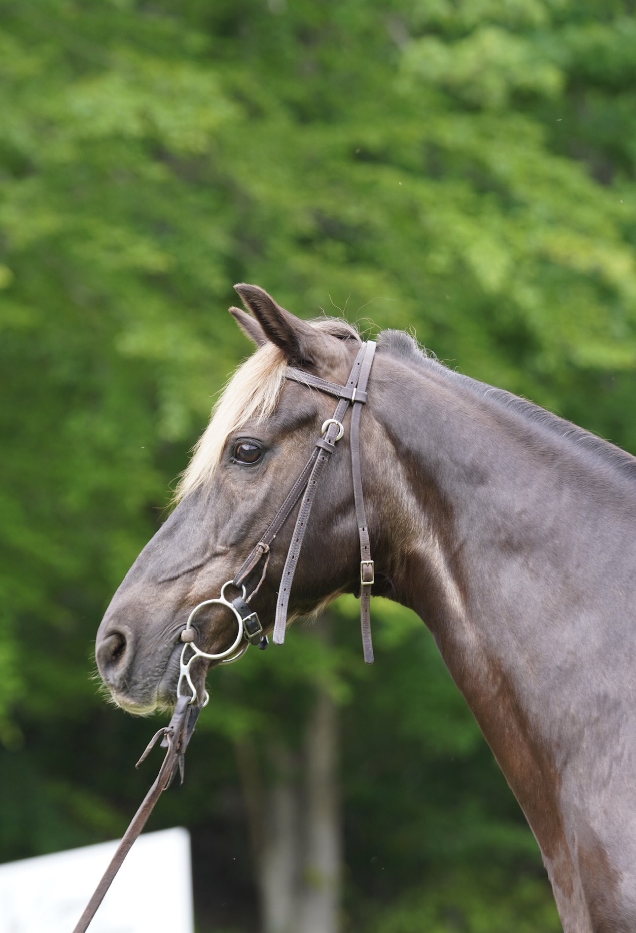 SOLD SOLD SOLD Tucker 16yo 15hh Rocky Mountain Gelding consigned - Image 3
