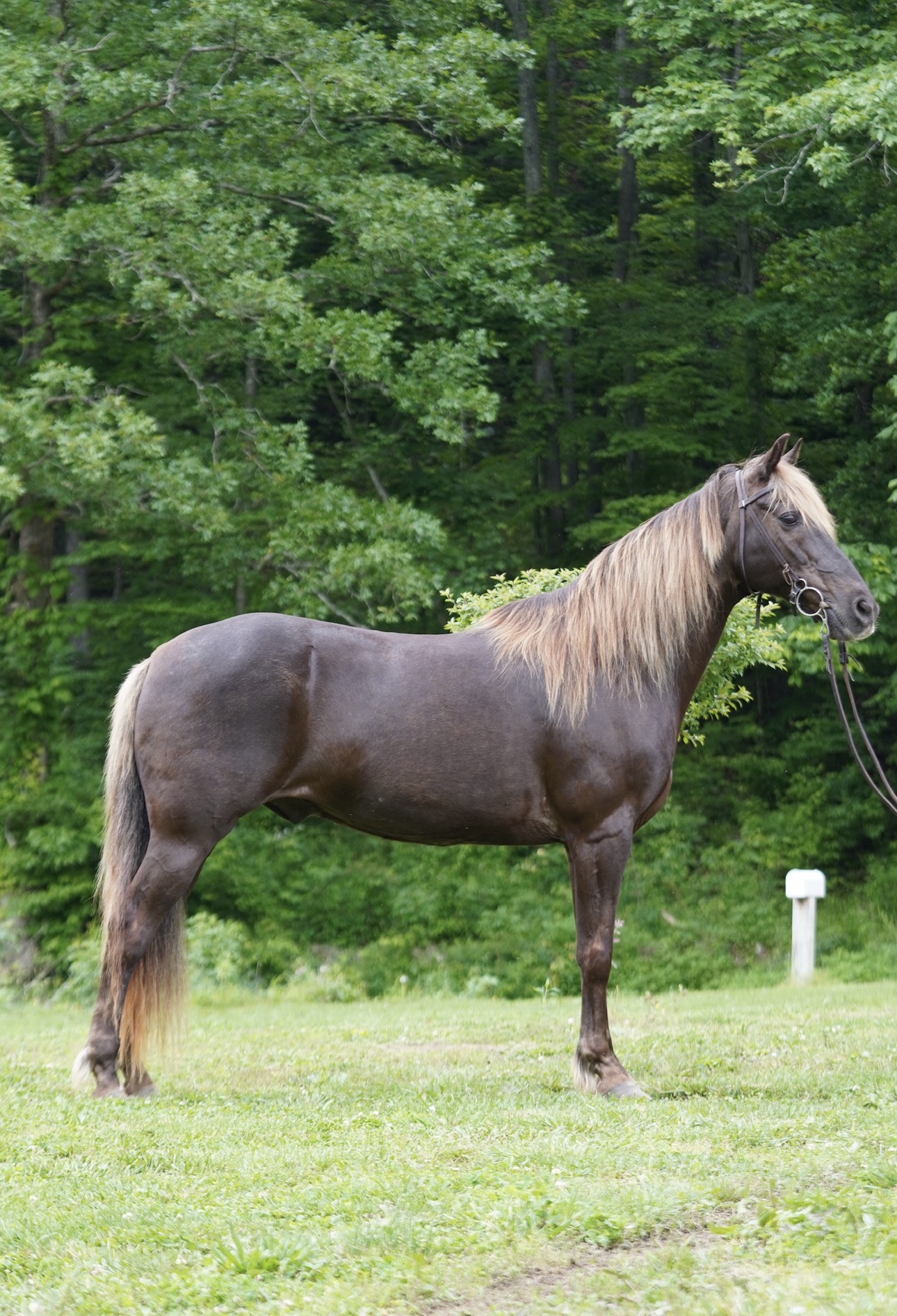 SOLD SOLD SOLD Tucker 16yo 15hh Rocky Mountain Gelding consigned