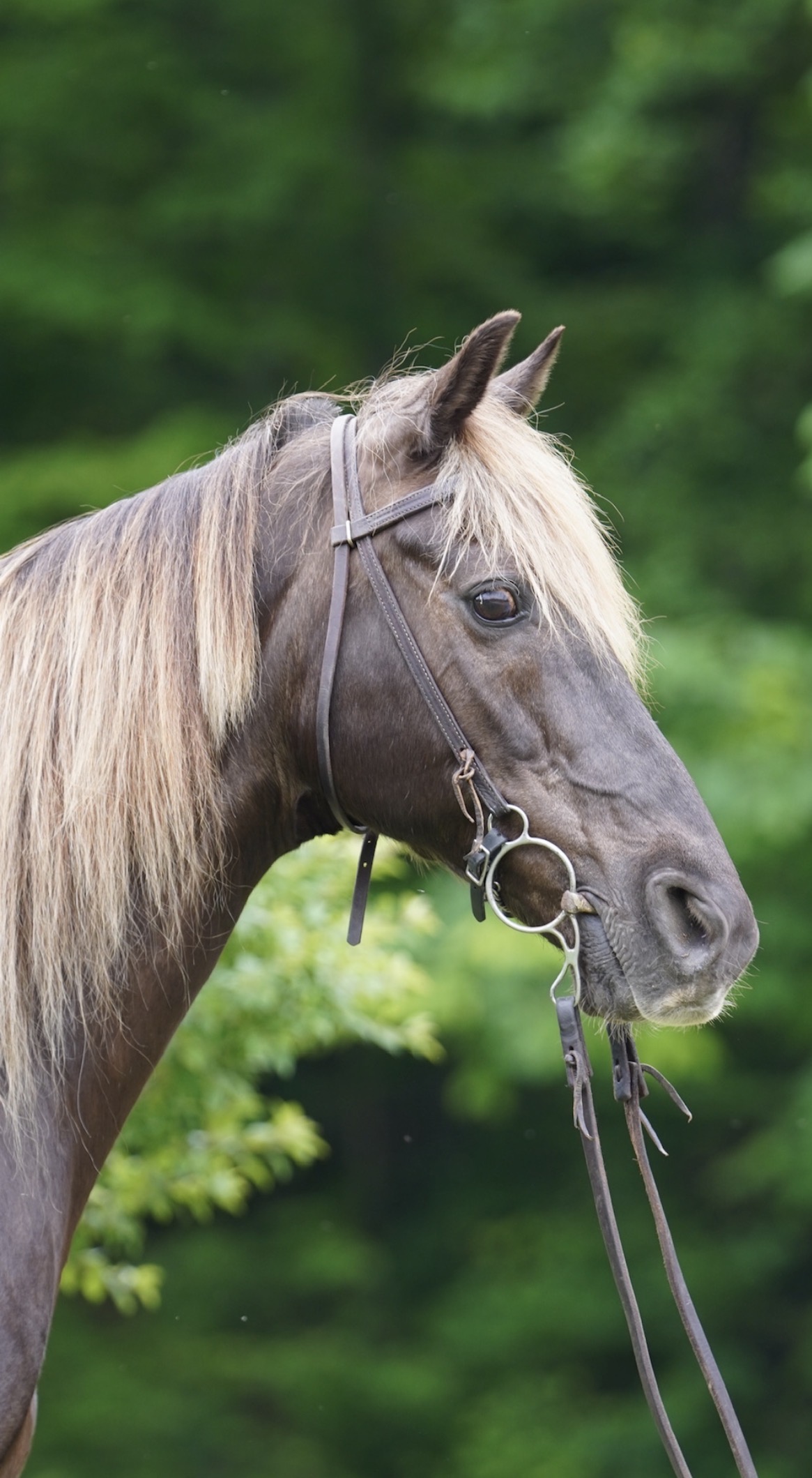 SOLD SOLD SOLD Tucker 16yo 15hh Rocky Mountain Gelding consigned - Image 2