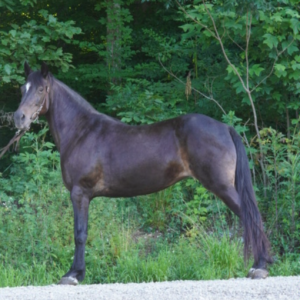 Brownie 15H 7yr old Mare Confirmed in Foal to Night Hawks Bad News on 6/2/26. Ends 6/22 9:45PM EST