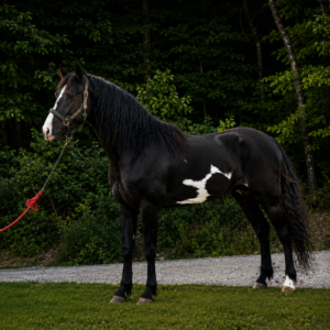 Lord Farquad AKA Major 15.2 3yo gelding EWH GUARANTEE Sells 7/27 9:07pm EST