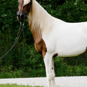MCF’s CD Doja Cat Registered National Spotted Saddle Horse Filly 4yo 14.3 EWH GUARANTEE Sells 7/27 9:30pm EST