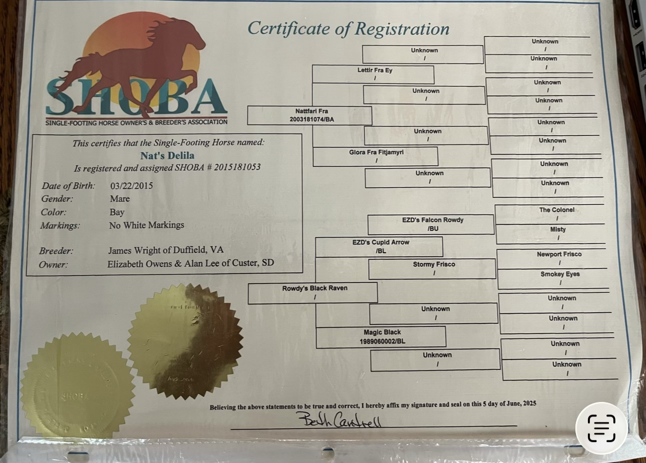 Delilah 14.1hh registered Icelandic Rowdy cross mare Full sister to Iceman sells 10/5 9:30pm EST - Image 10